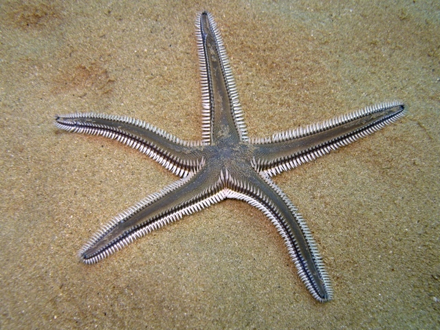 Astropecten bispinosus (Otto, 1823)